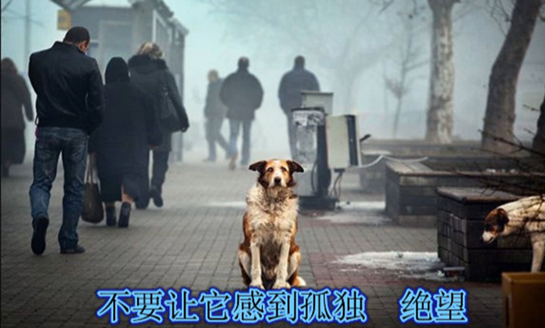 塔城爱影圈微博微信转发案例